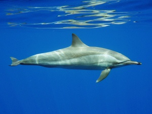 Unterwasserfoto Delphin in Marsa Alam